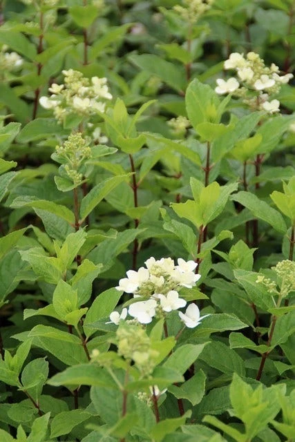 Pluimhortensia (Hydrangea Paniculata 'Dart's Little Dot') - Afbeelding 11