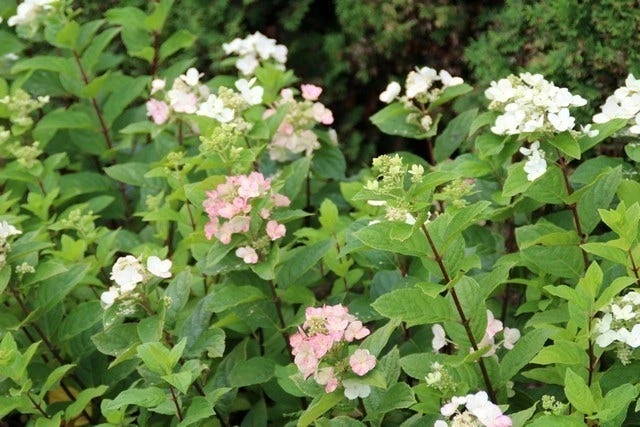 Pluimhortensia (Hydrangea Paniculata 'Dart's Little Dot') - Afbeelding 7