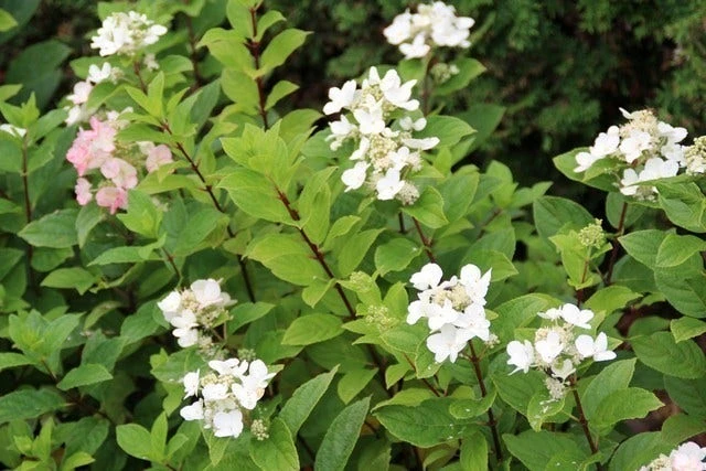 Pluimhortensia (Hydrangea Paniculata 'Dart's Little Dot') - Afbeelding 5