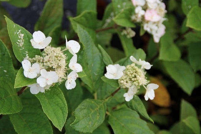 Pluimhortensia (Hydrangea Paniculata 'Dart's Little Dot') - Afbeelding 6