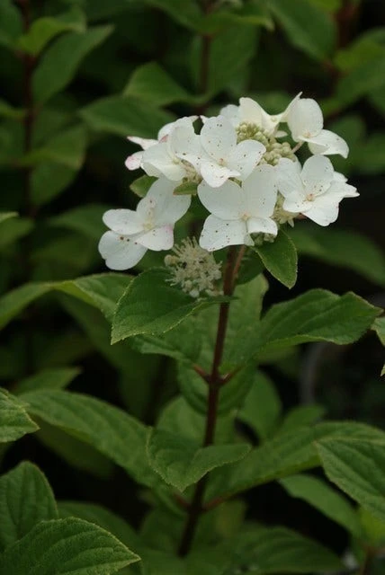 Pluimhortensia (Hydrangea Paniculata 'Dart's Little Dot') - Afbeelding 2