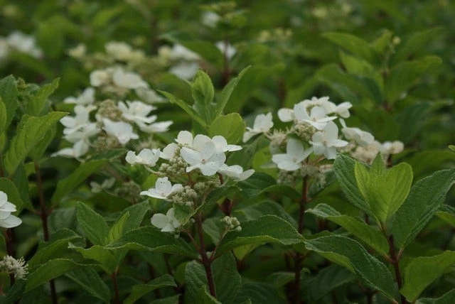Pluimhortensia (Hydrangea Paniculata 'Dart's Little Dot') - Afbeelding 8