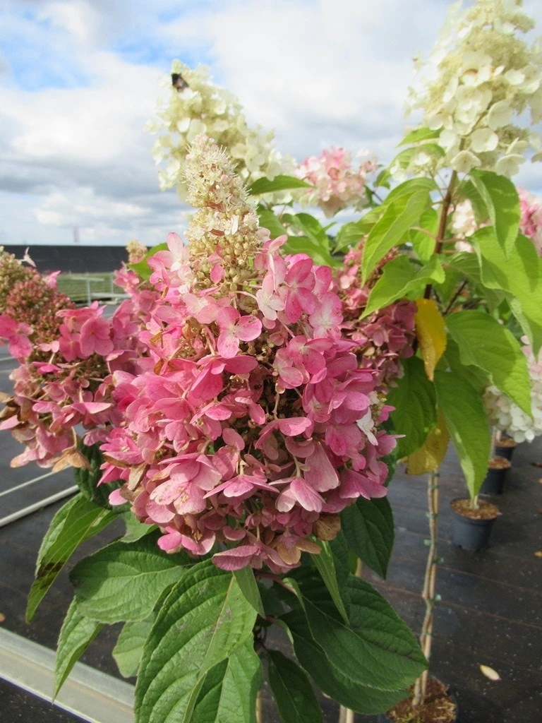 Pluimhortensia Op Stam (Hydrangea Paniculata 'Pinky Winky') - Afbeelding 3