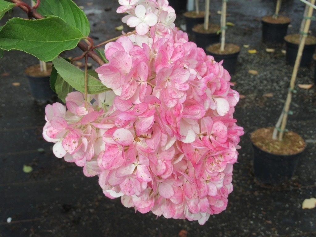 Pluimhortensia Op Stam (Hydrangea Paniculata 'Pinky Winky') - Afbeelding 2