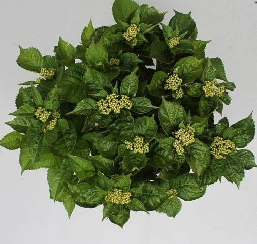 Hortensia Pink Pop (Hydrangea 'Music Collection') - Afbeelding 2