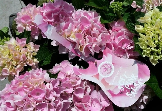 Hortensia Soft Pink Salsa (Hydrangea 'Music Collection') - Afbeelding 4