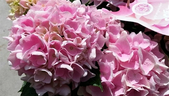 Hortensia Soft Pink Salsa (Hydrangea 'Music Collection') - Afbeelding 2