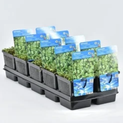 Waternavel (Hydrocotyle Novae-zealandiae)