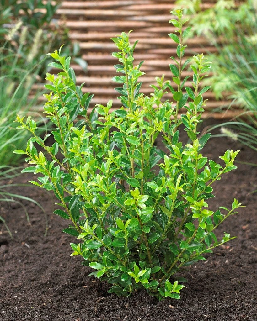 Japanse Hulst (Ilex Maximowicziana 'Kanehirae')