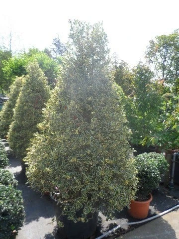 Hulst (Ilex Aquifolium 'Argentea Marginata') - Afbeelding 8