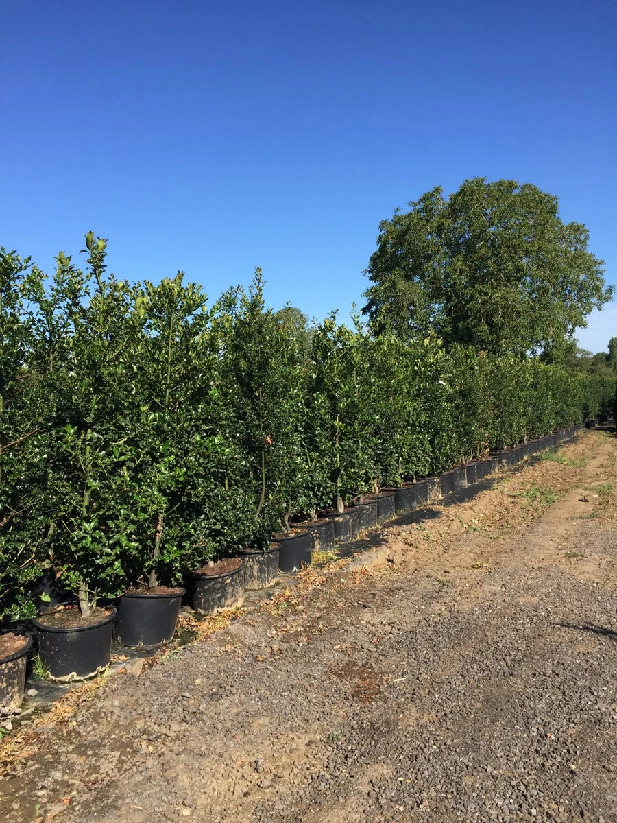 Grote Hulst (Ilex Aquifolium) - Afbeelding 2