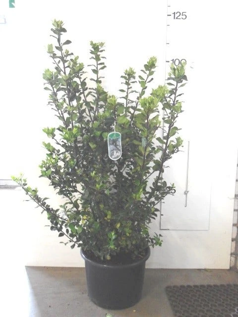 Blauwe Hulst (Ilex Meserveae 'Blue Prince') - Afbeelding 8
