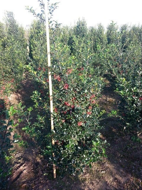 Blauwe Hulst (Ilex Meserveae 'Blue Princess') - Afbeelding 3