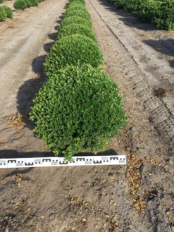 Japanse Hulst Als Bolvorm (Ilex Crenata)