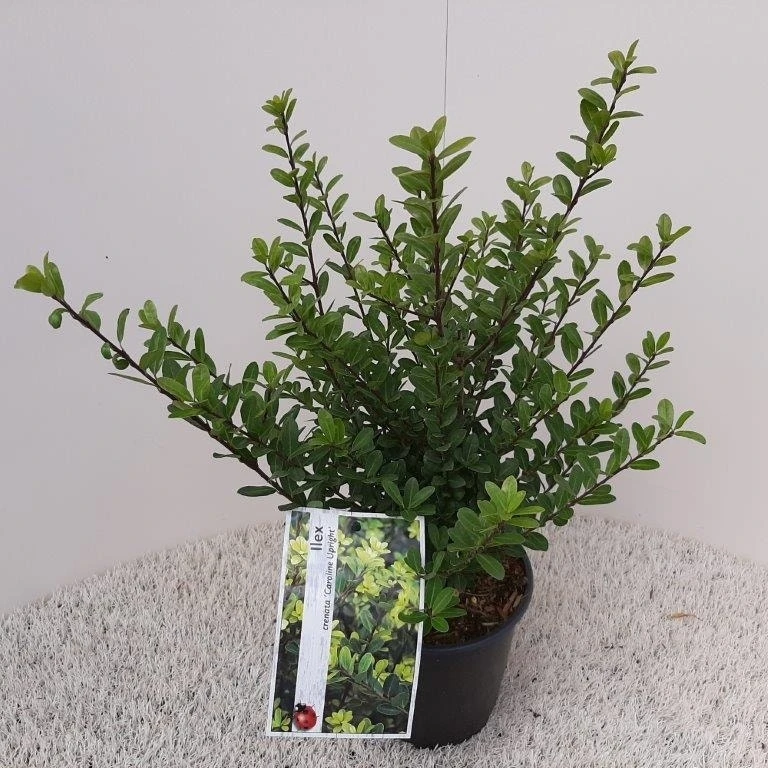 Japanse Hulst (Ilex Crenata 'Caroline Upright') - Afbeelding 2
