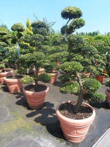 Japanse Hulst Als Bonsai (Ilex Crenata) - Afbeelding 6