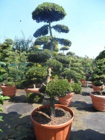 Japanse Hulst Als Bonsai (Ilex Crenata) - Afbeelding 10