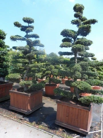 Japanse Hulst Als Bonsai (Ilex Crenata) - Afbeelding 11