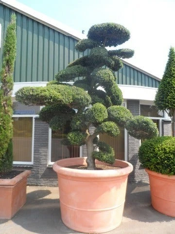 Japanse Hulst Als Bonsai (Ilex Crenata) - Afbeelding 12