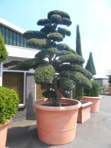 Japanse Hulst Als Bonsai (Ilex Crenata) - Afbeelding 13