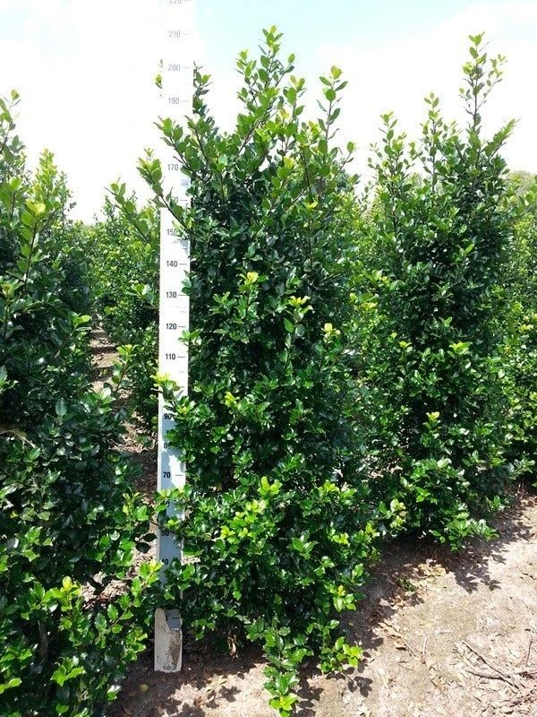 Blauwe Hulst (Ilex Meserveae 'Blue Prince') - Afbeelding 9
