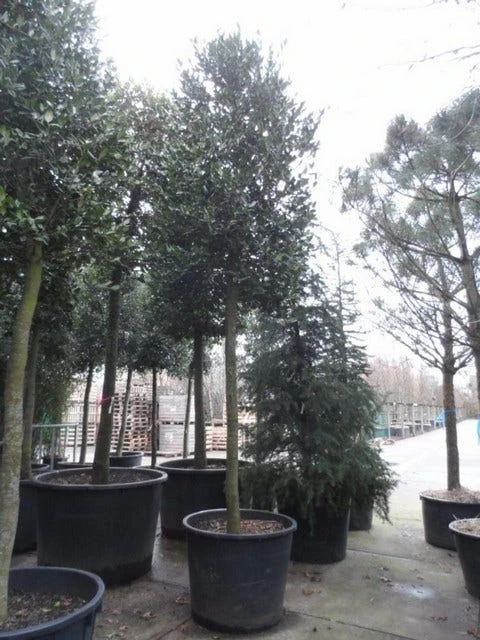 Hulst Als Boom (Ilex 'Nellie R. Stevens') - Afbeelding 6