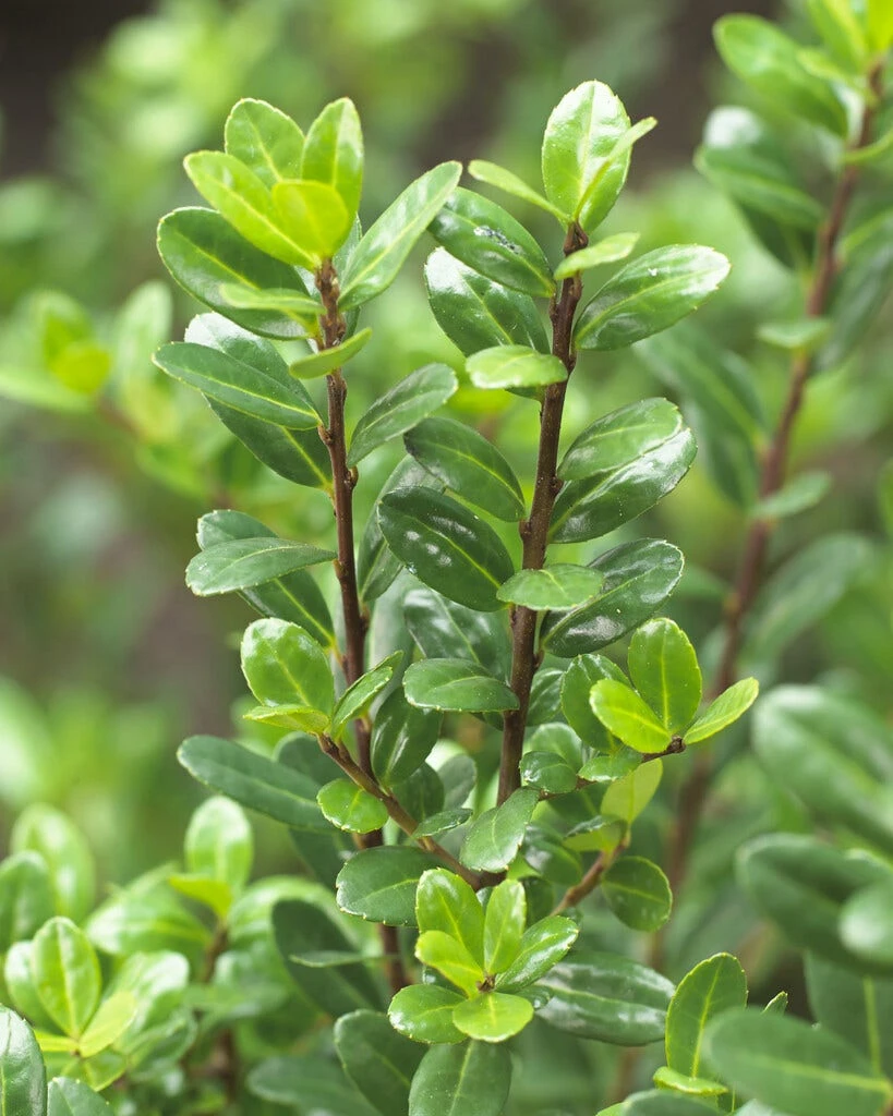Japanse Hulst (Ilex Crenata 'Caroline Upright')