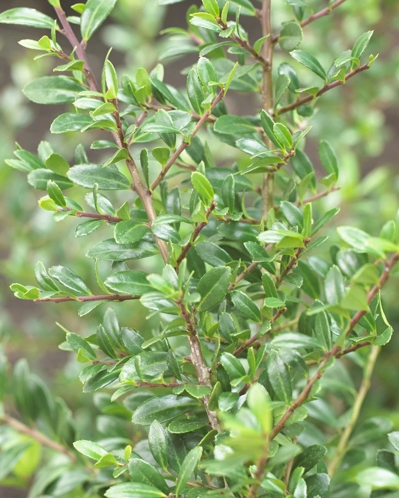 Japanse Hulst Als Bolvorm (Ilex Crenata 'Stokes') - Afbeelding 2
