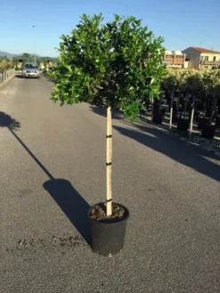 Hulst Op Stam (Ilex 'Nellie R Stevens')