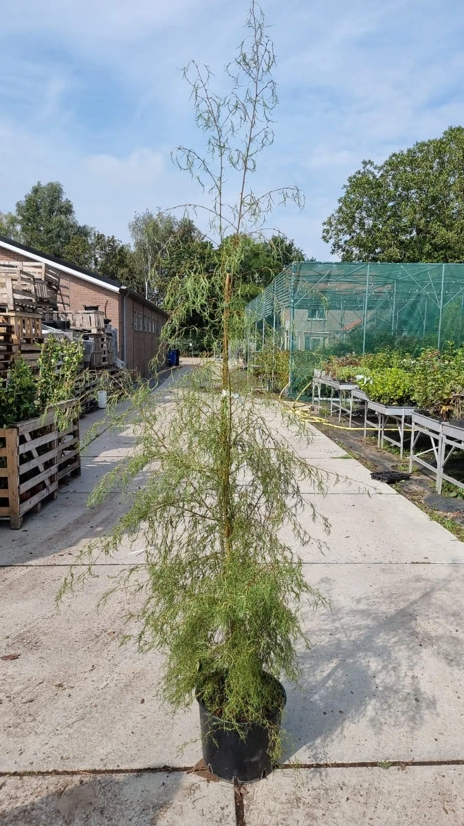 Berk (Betula Pendula 'Karaca') - Afbeelding 3