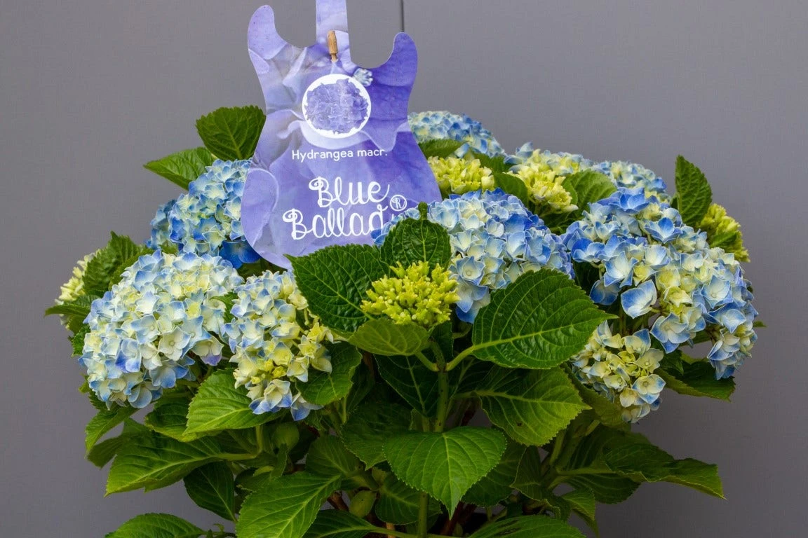 Hortensia Blue Ballad (Hydrangea 'Music Collection') - Afbeelding 2
