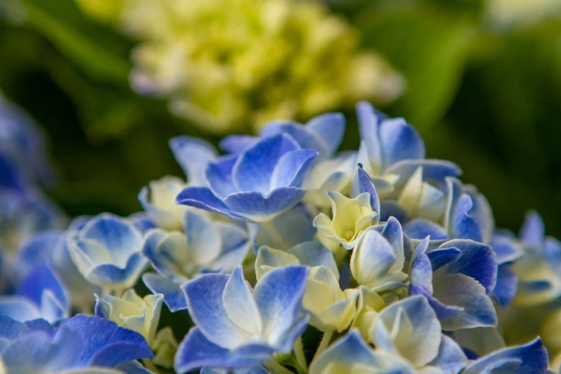 Hortensia Blue Ballad (Hydrangea 'Music Collection') - Afbeelding 3