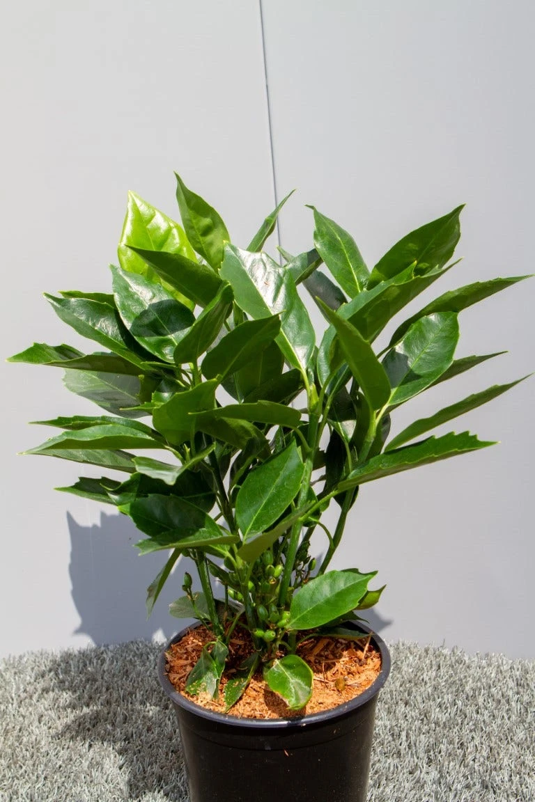 Broodboom (Aucuba Japonica 'Rozannie') - Afbeelding 3