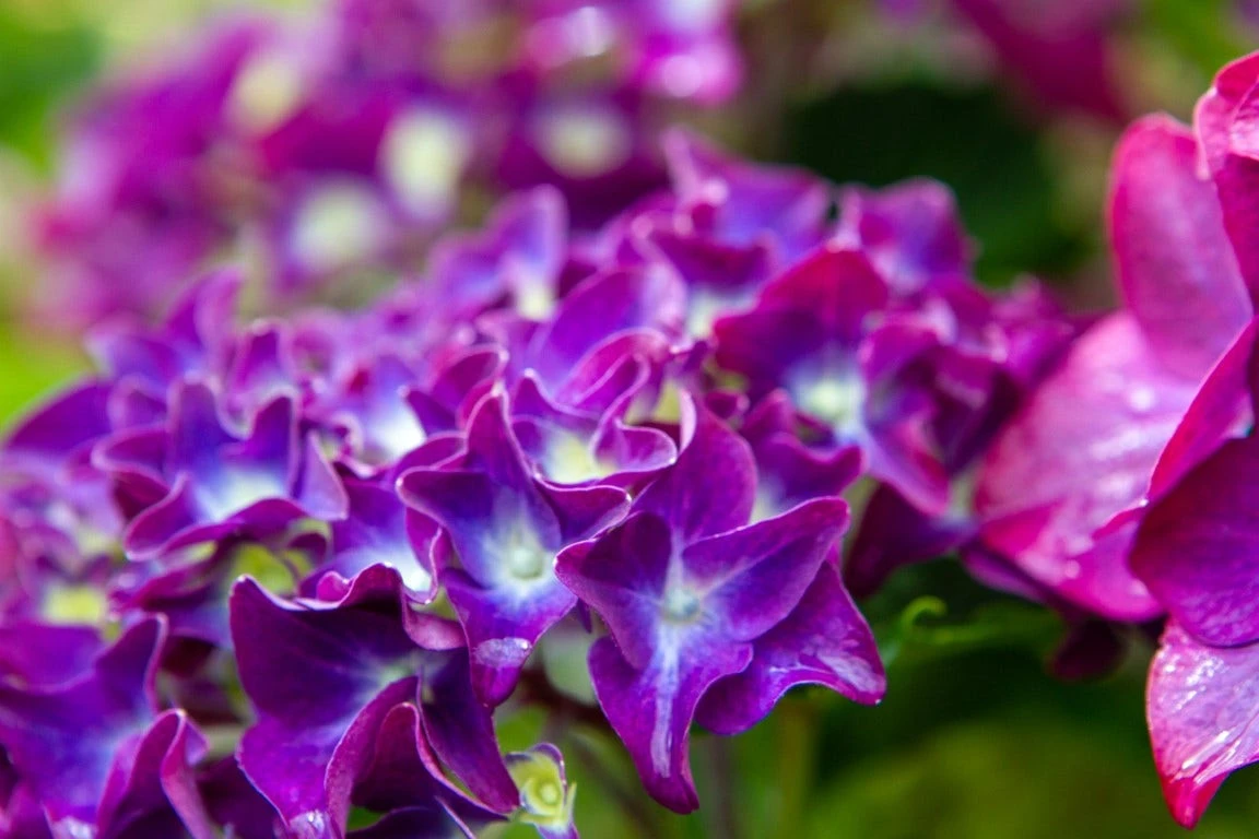 Hortensia Paars (Hydrangea 'Forever&Ever') - Afbeelding 2