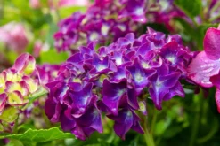 Hortensia Paars (Hydrangea 'Forever&Ever')