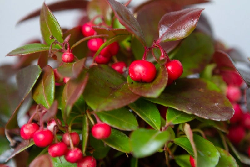 Bergthee / Patrijzenbes (Gaultheria Procumbens) - Afbeelding 2