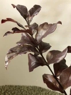 Lagerstroemia Als Halfstam (Lagerstroemia Indica 'Rhapsody In Pink')