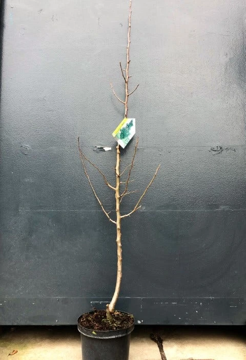 Zuil-peer (Pyrus Communis 'Obelisk') - Afbeelding 2