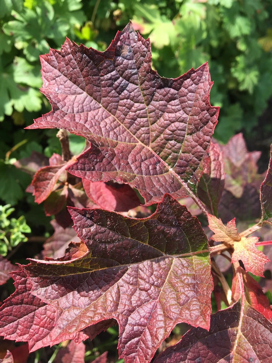 Eikenbladhortensia (Hydrangea Quercifolia 'Ruby Slippers') - Afbeelding 2