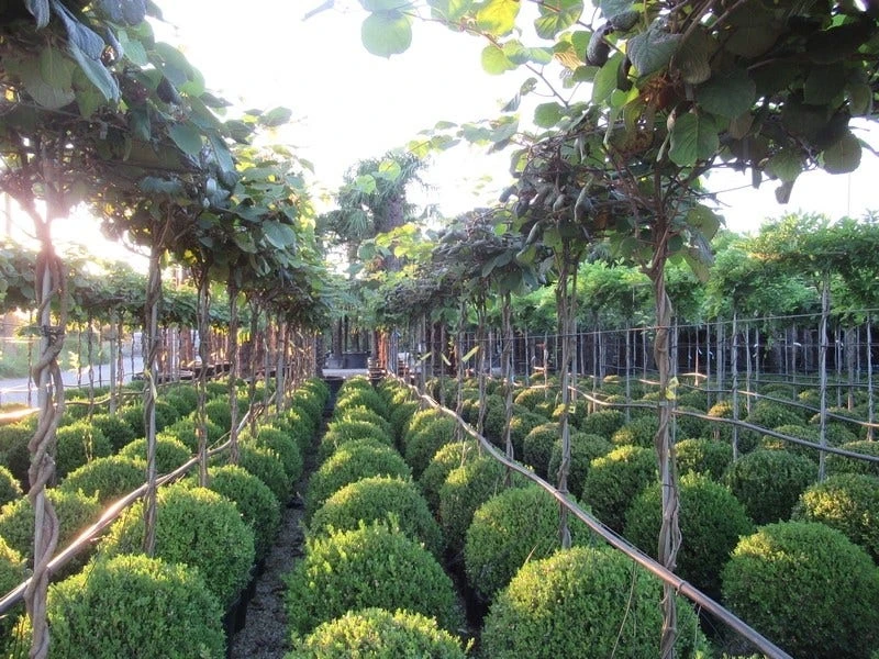 Kiwiplant Als Dakboom (Actinidia Chinensis) - Afbeelding 4