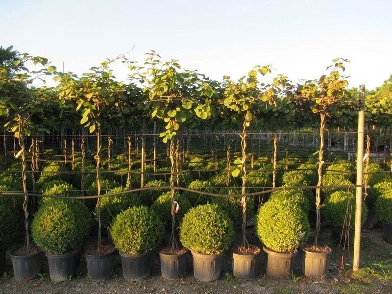 Kiwiplant Als Dakboom (Actinidia Chinensis) - Afbeelding 6