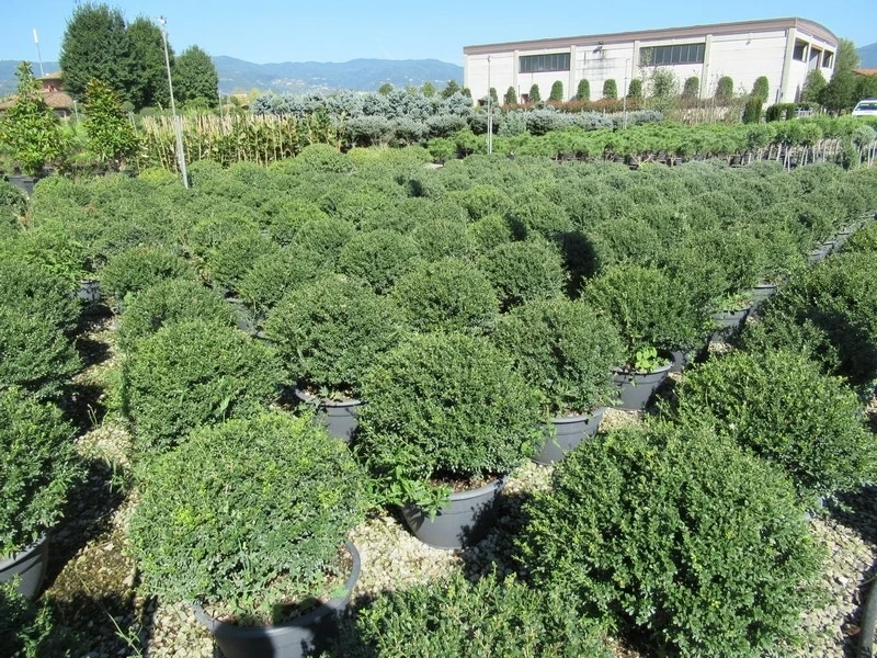 Japanse Hulst Als Bolvorm (Ilex Crenata 'Stokes')