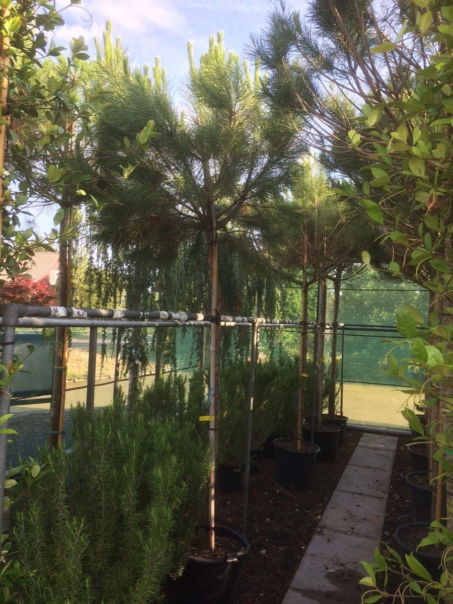 Parasolden (Pinus Pinea) - Afbeelding 4