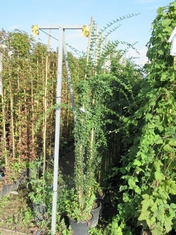 Jasmijn (Jasminum Officinale) - Afbeelding 6