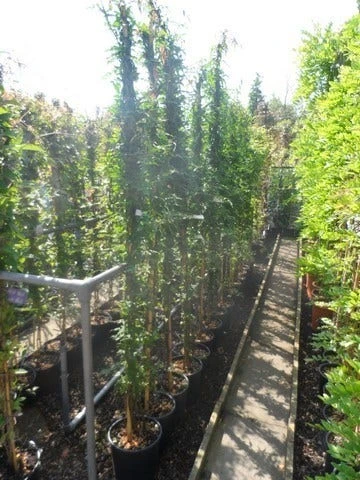 Jasmijn (Jasminum Officinale) - Afbeelding 4