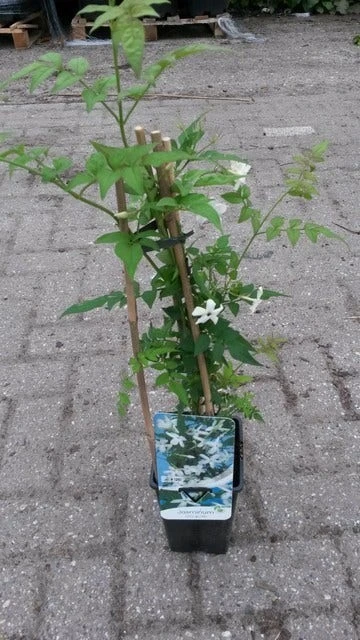 Jasmijn (Jasminum Officinale) - Afbeelding 2