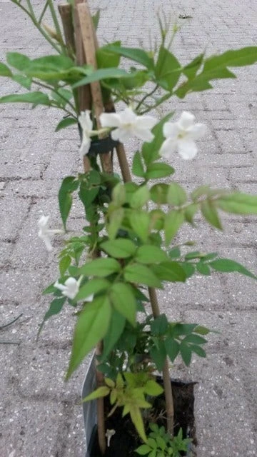 Jasmijn (Jasminum Officinale) - Afbeelding 3