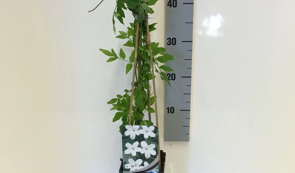 Jasmijn (Jasminum Officinale) - Afbeelding 5