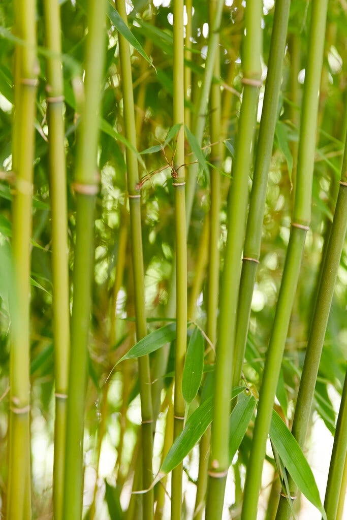 Niet Woekerende Bamboe (Fargesia Robusta 'Pingwu') - Afbeelding 2