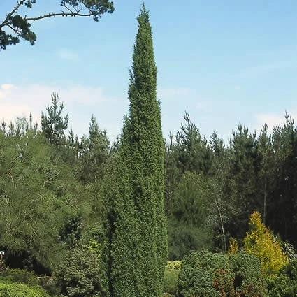 Jeneverbes (Juniperus Communis 'Suecica') - Afbeelding 2